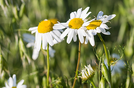 blomster, Daisy, korn, hvid, blomst, gul, Sverige