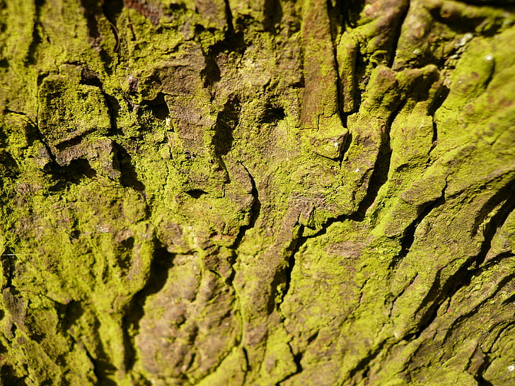 corteza, árbol, Moss
