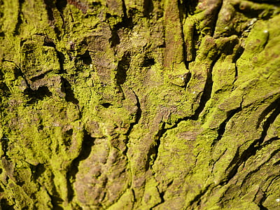 bark, tree, moss