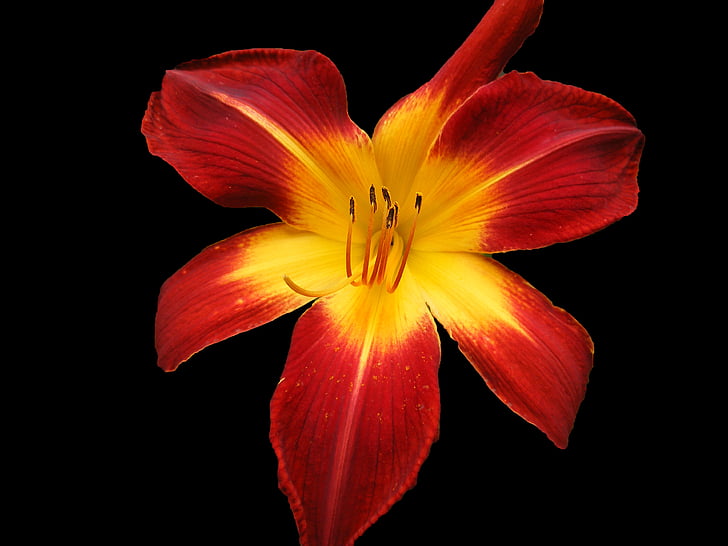 hemerocallis hybrids, nature, flower, yellow, bloom, colorful, flora