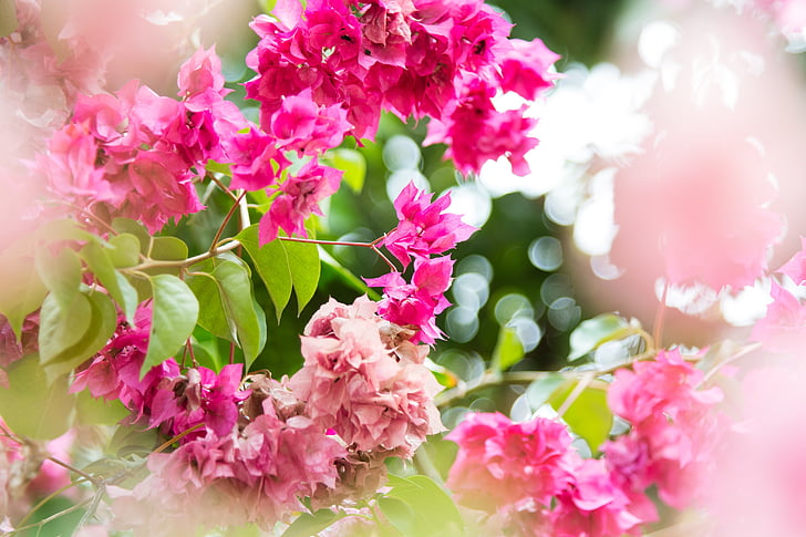 flowers, pink, pink flowers, floral, spring, blossom, petal