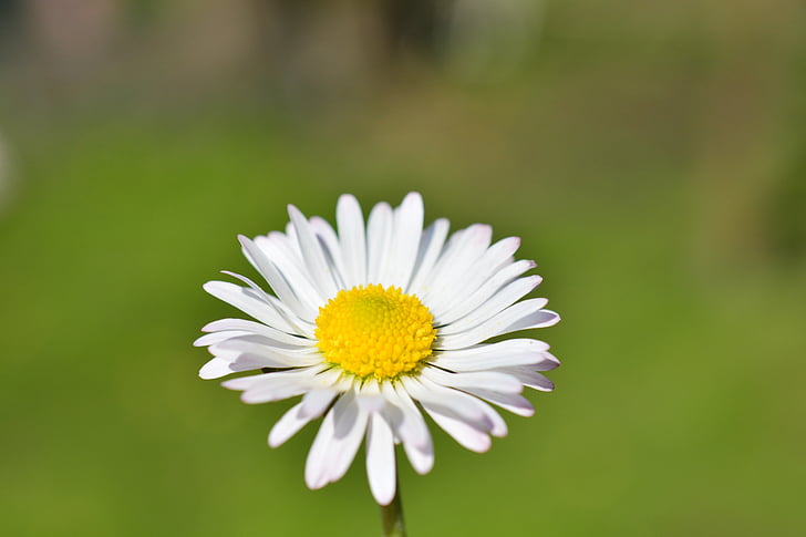 Daisy, virág, fehér, szín, gyönyörű, Blossom, Bloom