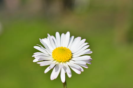 Daisy, blomst, hvid, farve, Smuk, Blossom, Bloom