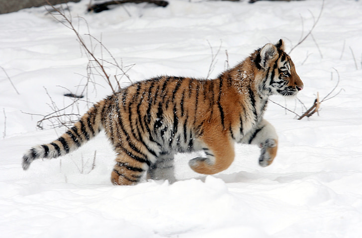 ลูกเสือ, เรียกใช้, เสือ, หิมะ, ฤดูหนาว, แมวใหญ่, หนุ่ม