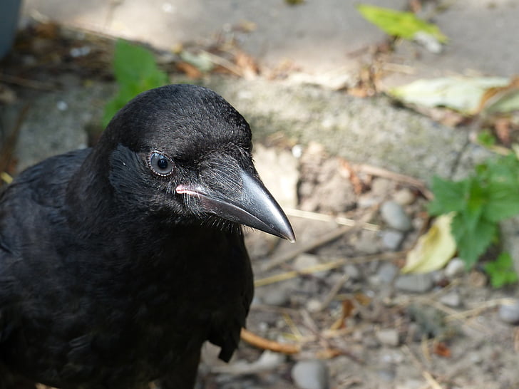 Carrion crow, Jungvogel, blaues Auge