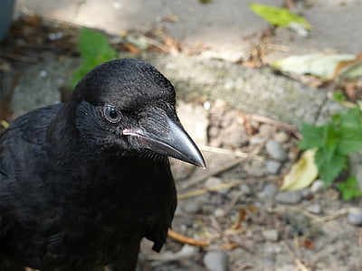 Carrion crow, młody ptaszek, niebieski oko
