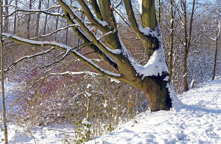 träd, vinter, snö landskap, snöig, vintrig, naturen, solen