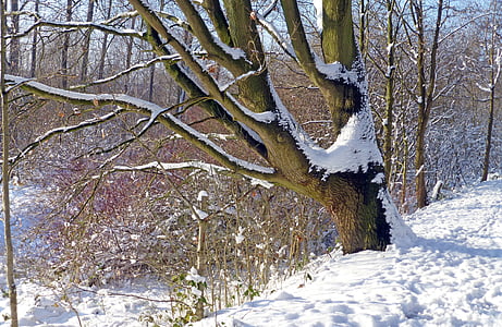 koks, ziemas, sniega ainavas, sniega, ziemas, daba, saule