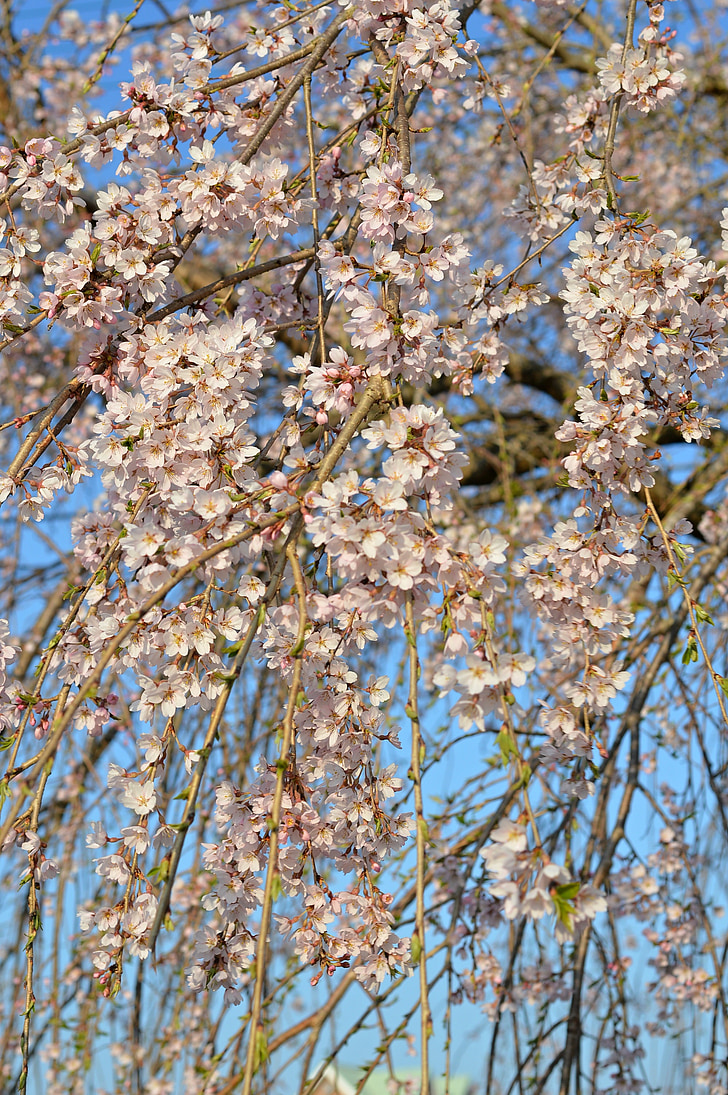 kirsikka, kirsikkapuu, kirsikankukkia, kirsikankukka, kevään