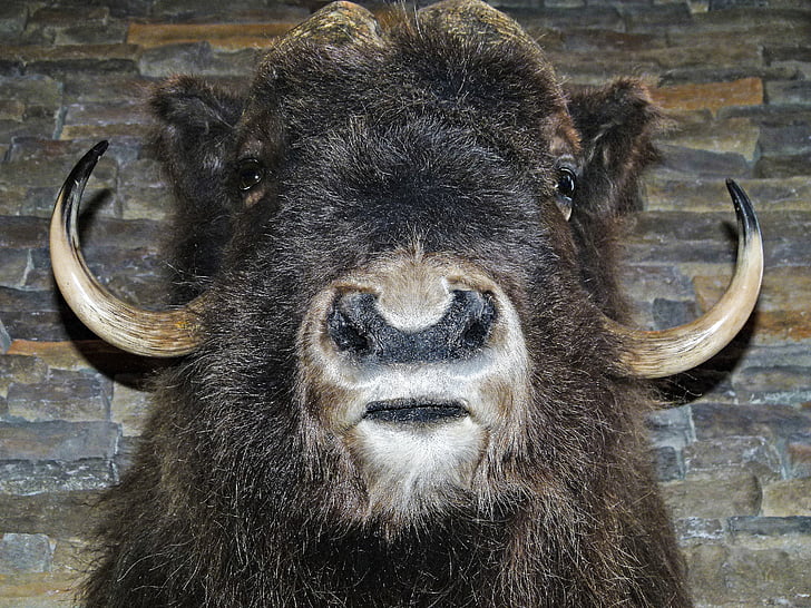 bison, head, mammal, animal, close-up, macro, close up view