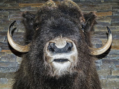 bizon, hlava, savec, zvíře, detail, makro, pohled na plochu