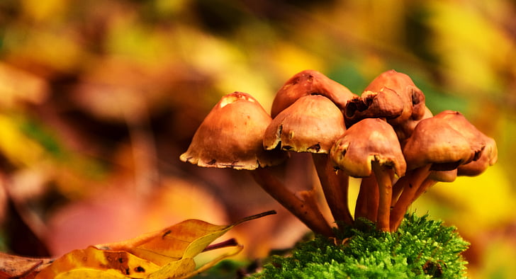mushrooms, autumn, forest, nature, moist, herbstimpression, autumn forest