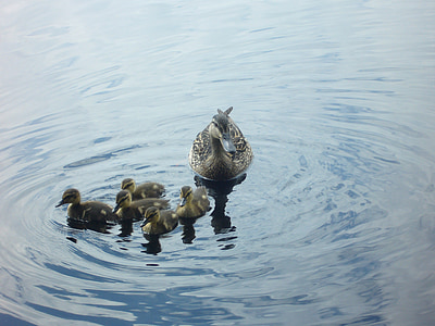 switzerland, lake, kacssa, ducks, mallard duck, female, nestlings