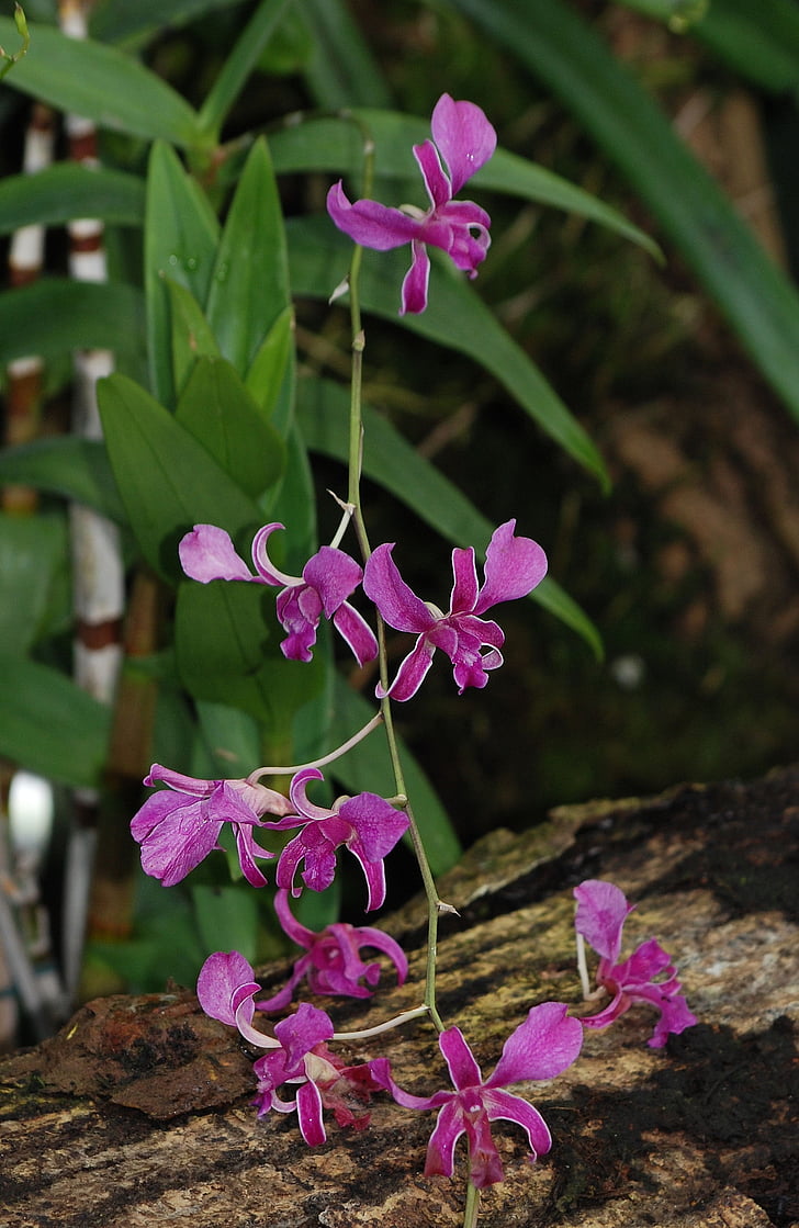 Orchid, fioletowy, pozostawia, kwiat, Flora, aksamitna, Natura