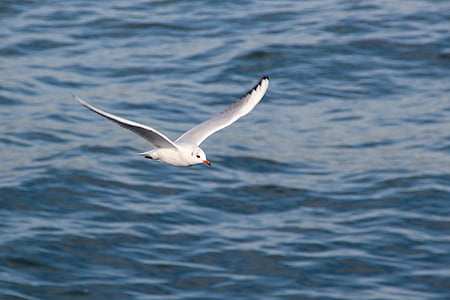 water, bird, seagull, fly, birds, wings, seagulls
