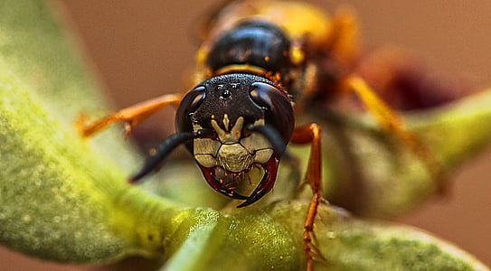Hornet, putukad, Makro, loodus, kollane, putukate, mesilane