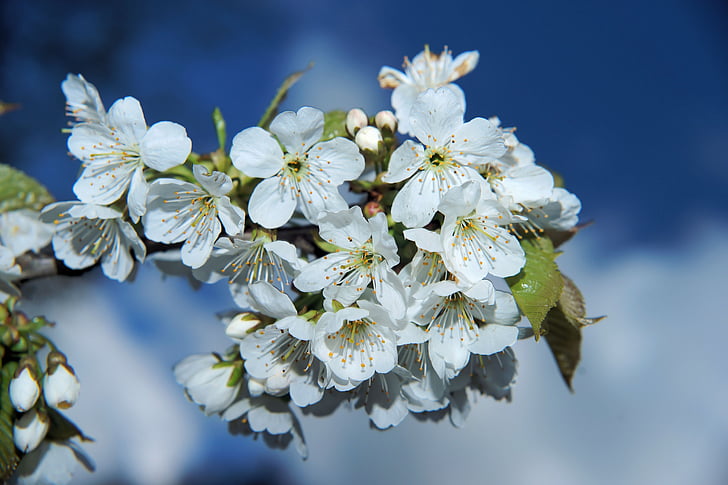 kvety, Japonský kvitnúce sakury, japonských čerešní, jar, Sky, kvet, pobočka