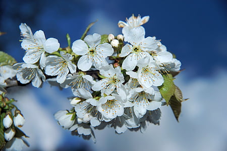 gėlės, Japonijos vyšnių žiedai, Japonijos vyšnių, pavasarį, dangus, žydėti, filialas