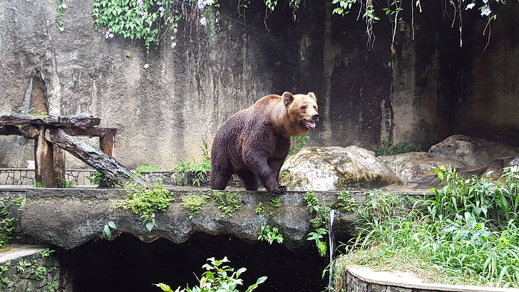 αρκούδα, Ζωολογικός Κήπος, ζώο, άγρια, φύση, άγρια φύση, θηλαστικό