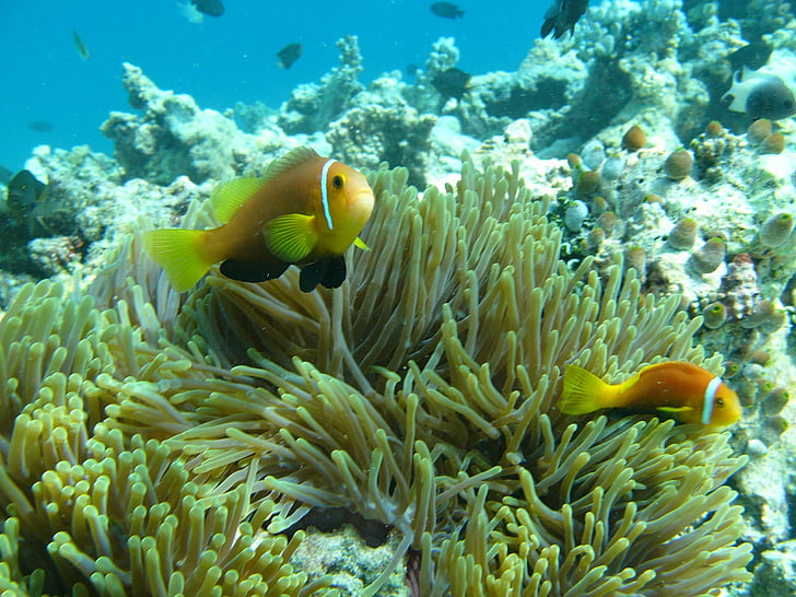 anémona, Maldivas, agua, Océano, pescado, arrecife, bajo el agua