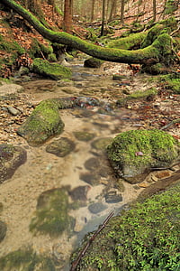 stream, torrent, water, nature, the brook, brook, tree