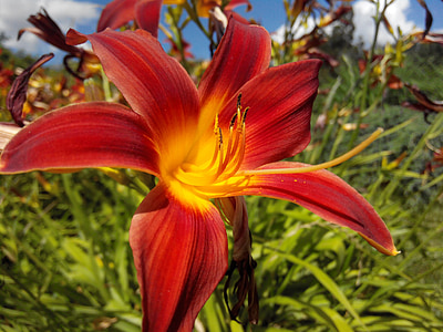 lily, flower, flowers, leaves, in the summer of, closeup, nature