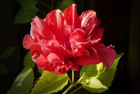 hibiscus, plant, close, mallow, red, bloom, flora