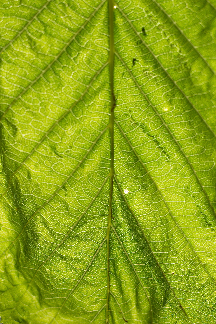 leaf, structure, green, nature, leaves, texture, plant