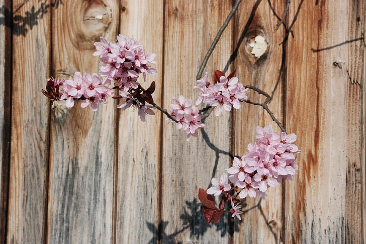 Blossom, mekar, cabang, merah muda, musim semi