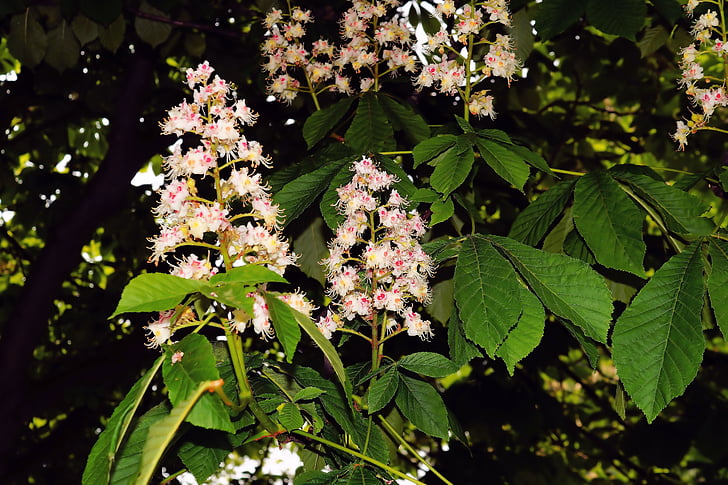chestnut tree, blossom, bloom, inflorescence, chestnut blossom, white, spring