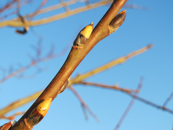Salix caprea, kitse paju, tuss paju, suur nimetatakse kahvatu, pungad, filiaali, oksake
