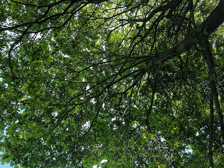 tree, shade, leafs