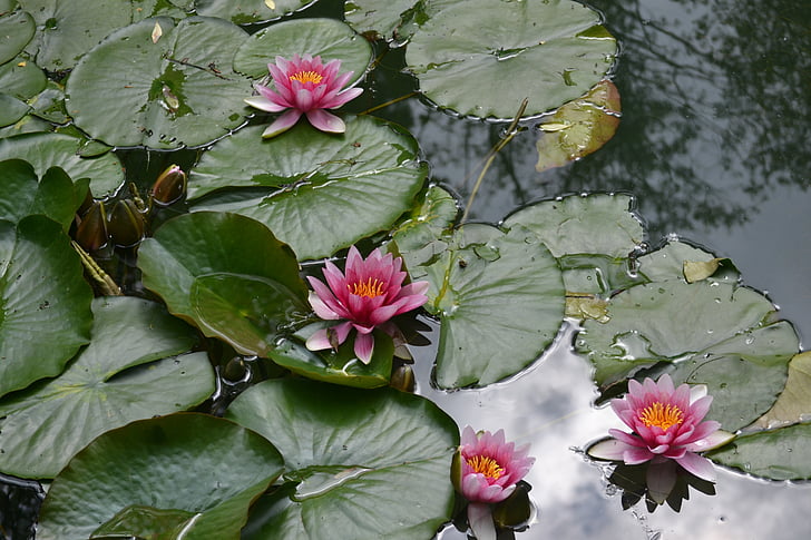 Waterlily, fiore, acqua, petali di