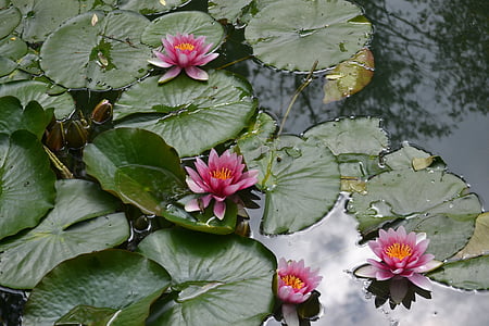 waterlily, flower, water, petals