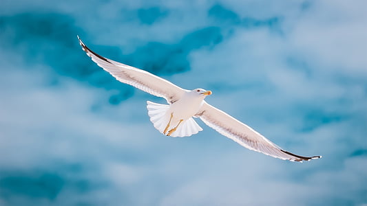 seagull, portugal, algarve, bird, flying, nature, sea