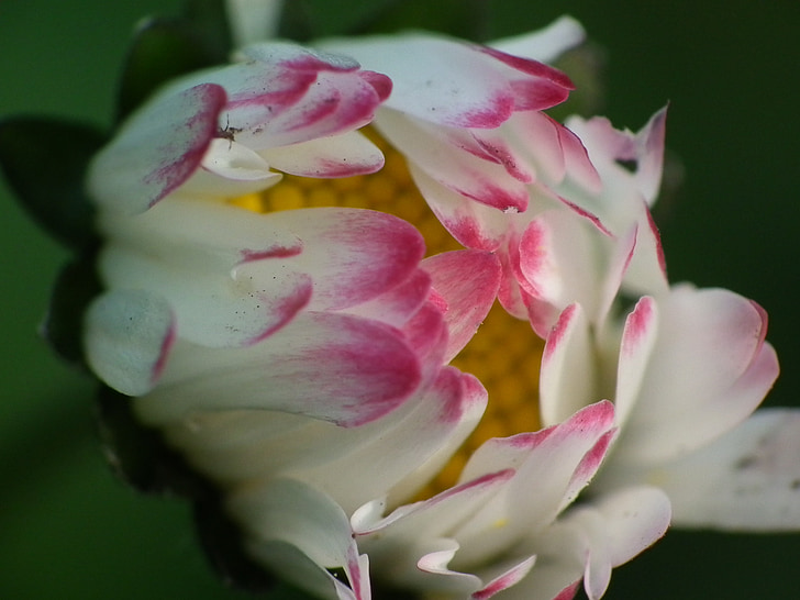 Daisy, Blossom, Bloom, vaaleanpunainen, nurmikon kukka