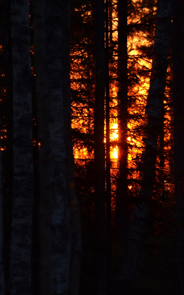 forest, sunrise, glow, tree, beautifully