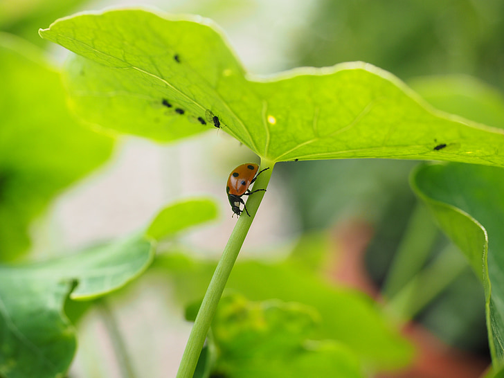 Ladybug, lus, full, spise, jakt, Coccinellidae, bille