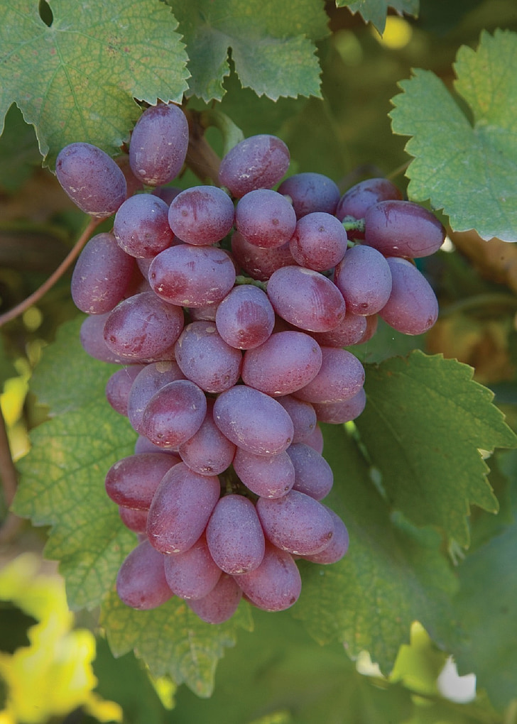 viinirypäleet, Grapevine, maatalous, Viinitila, hedelmät, Harvest, Ruoka