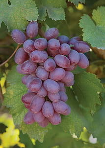 grapes, grapevine, agriculture, winery, fruit, harvest, food