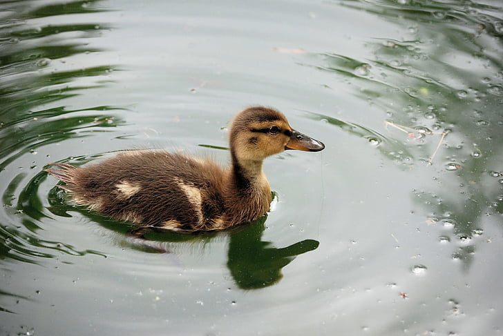 duckling, swimming, pond, baby, feather, wildlife