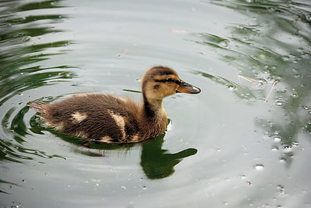 ördek yavrusu, Yüzme, gölet, Bebek, geçiş yumuşatma, yaban hayatı