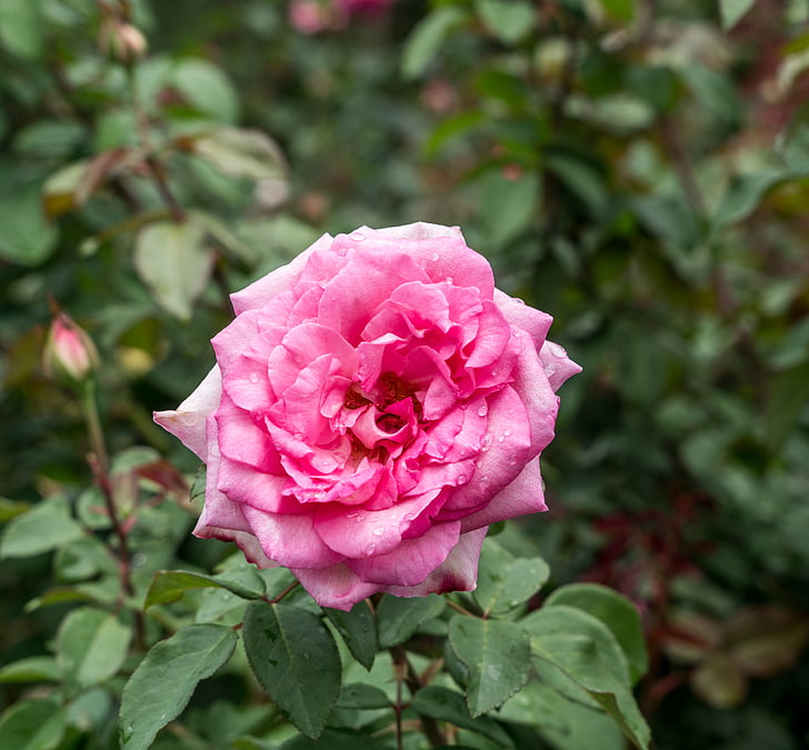 Rosa, jardí, gotes de rosada, Jardineria, planta, natura, flor
