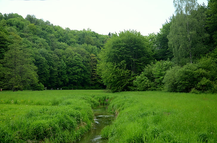 bäcken, floden, bäcken, skogen, äng, träd, Polen