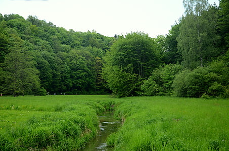 Brook, folyó, a patak, erdő, rét, fa, Lengyelország