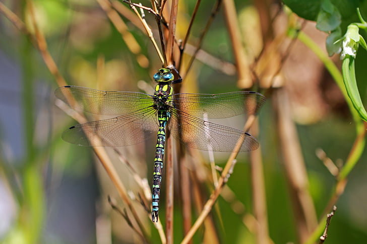 insect, nature, close, animals, dragonfly, blade of grass, plant