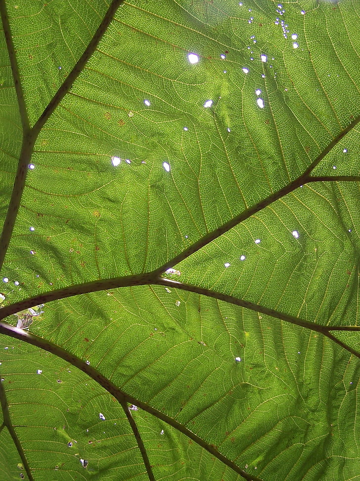 big leaf, rainforest, holes, sunbeam, leaf, poas, national park
