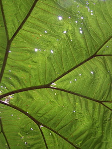 veľké listy, Dažďový prales, otvorov, Sunbeam, Leaf, poas, Národný park