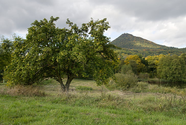 ősz, fa, České středohoří, természet, lombhullató fa, Cseh Köztársaság, utazás