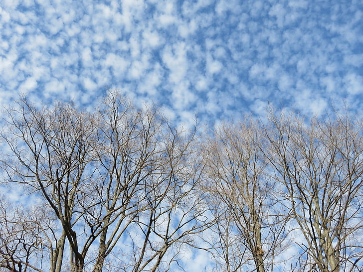 clouds, branches, mackerel sky, trees, winter, bare, sky